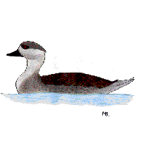 Patagonian Crested Duck