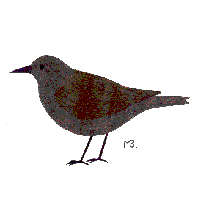 Blackish Cinclodes