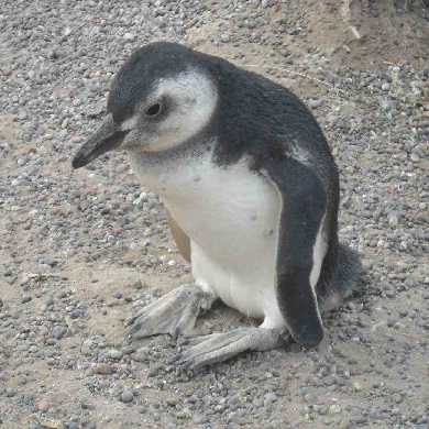 penguins