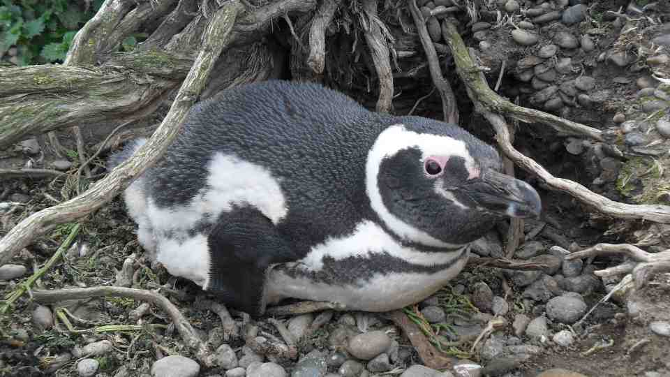 penguins