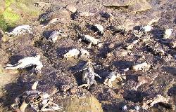Falklands