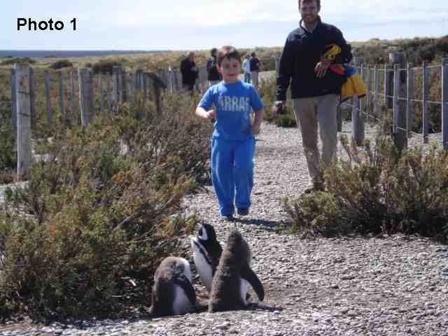 penguin
