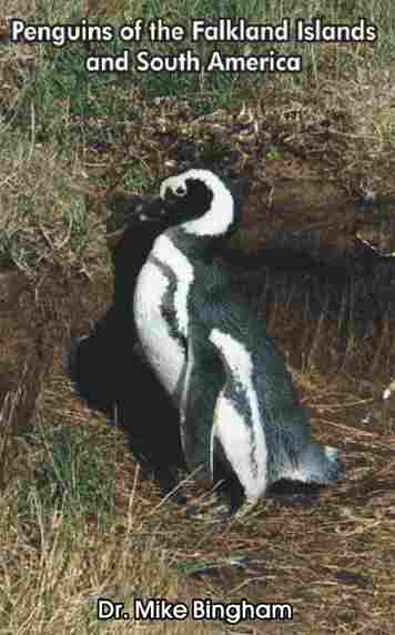 Penguins of the Falkland Islands and South America