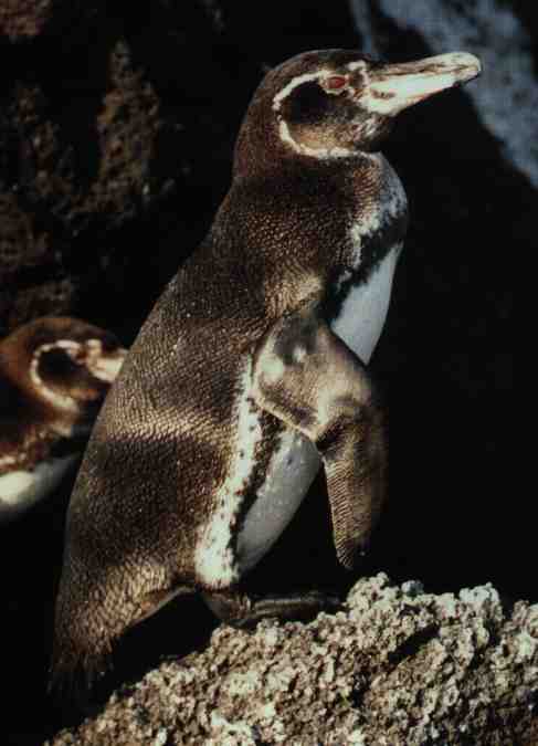 Galapagos