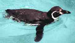 Humboldt Penguin