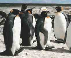 Falkland Islands King Penguins