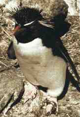Falkland Islands Rockhopper Penguins