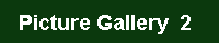 Falklands Seals and Sealions Picture Gallery