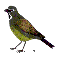 Black-throated Finch